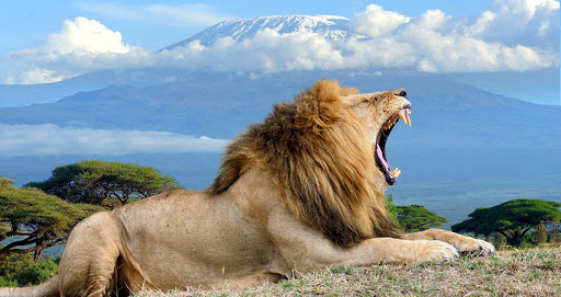 lion in amboseli kenya