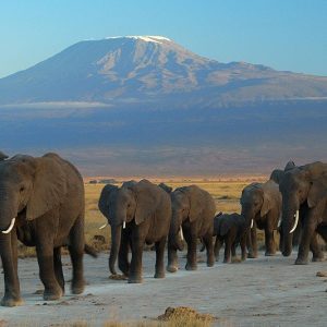 Elephants at Amboseli national park