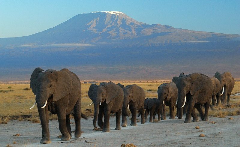 Elephants at Amboseli national park