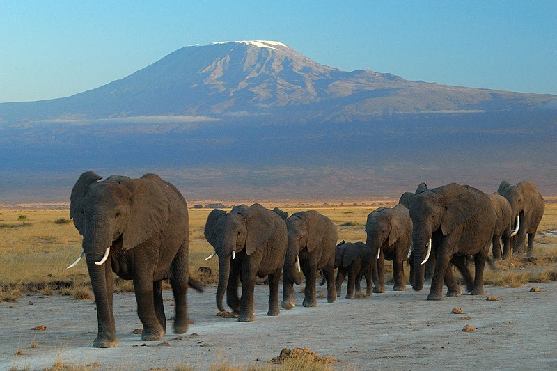 Elephants at Amboseli national park