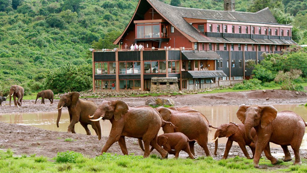 Elephants at Aberdares national park,at the aberdares country club