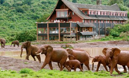 Elephants at Aberdare safaris national park,at the aberdares country club