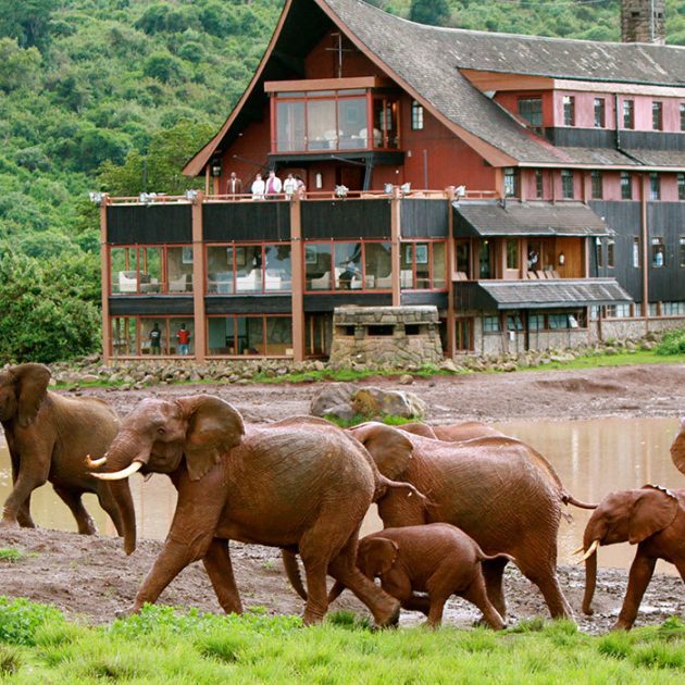 Elephants at Aberdares national park,at the aberdares country club