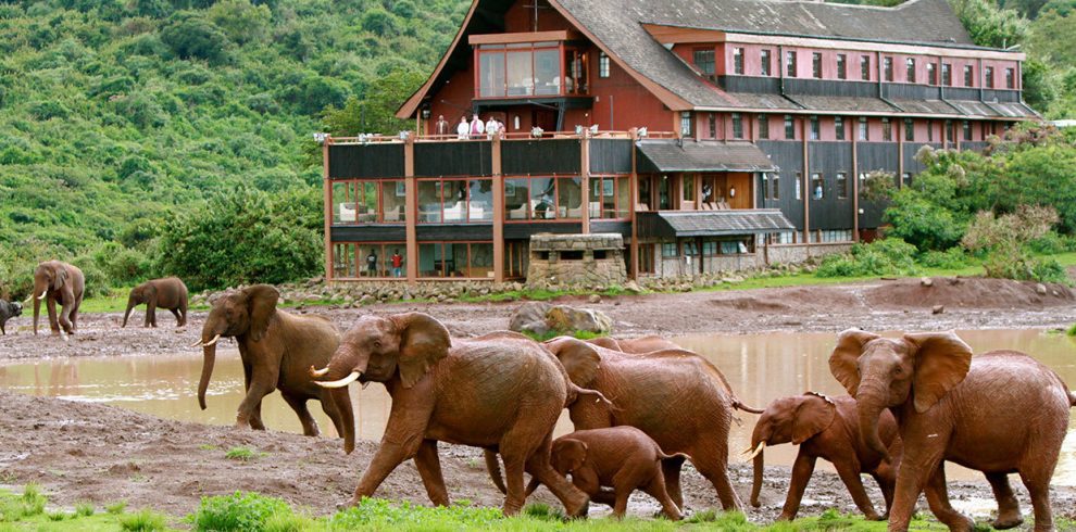 Elephants at Aberdares national park,at the aberdares country club