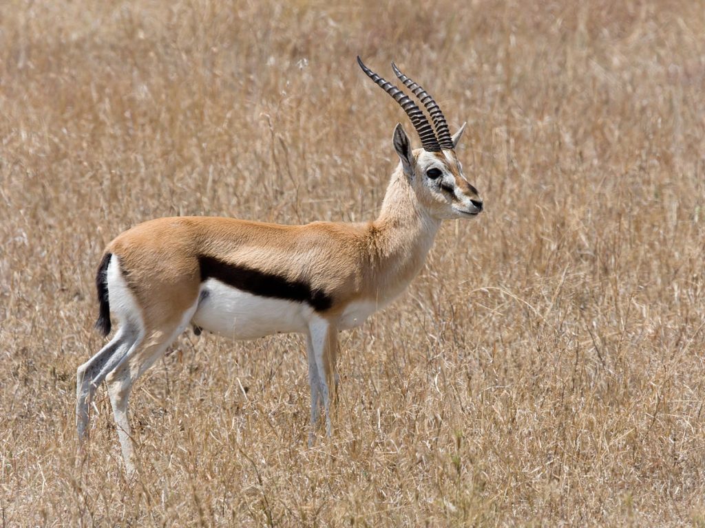 1200px-Serengeti_Thomson-Gazelle1