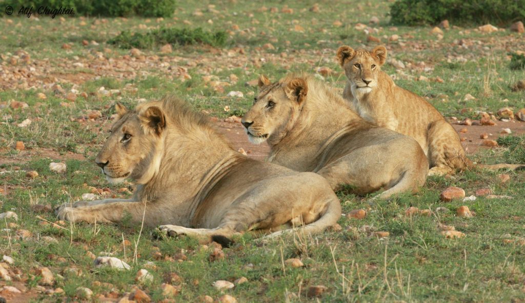 Lions in Masai mara