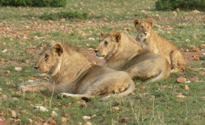 Masai Mara National Park lions