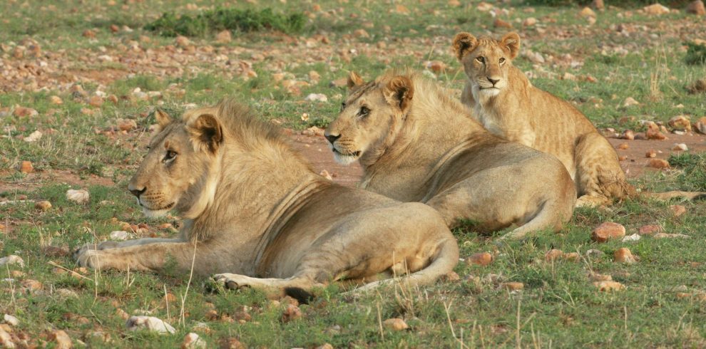 Lions in Masai mara