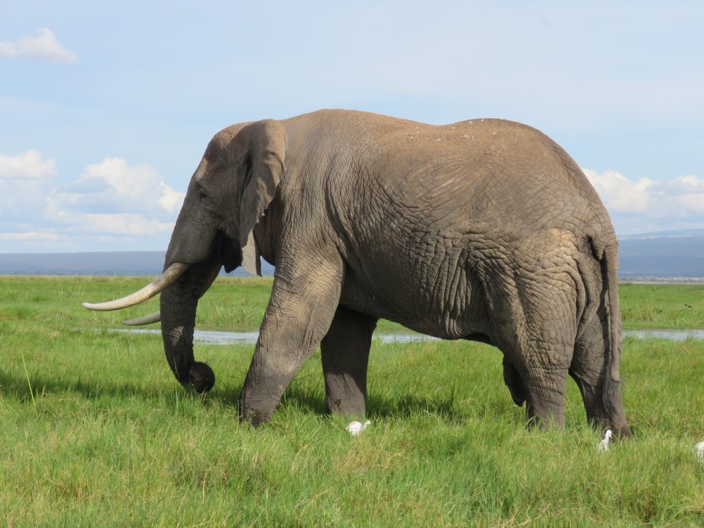 elephant at amboseli national park