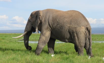 elephant at amboseli national park photos