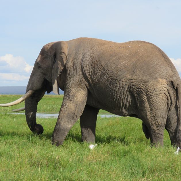 elephant at amboseli national park photos