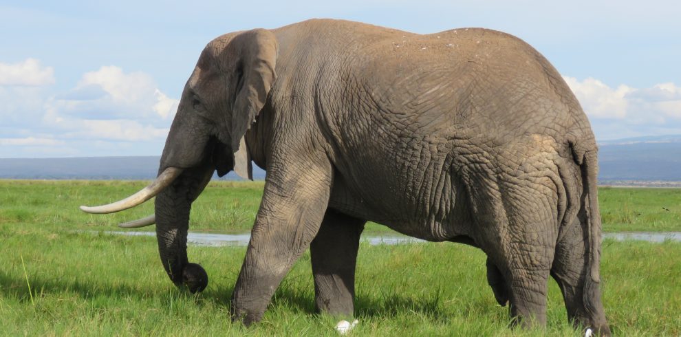 elephant at amboseli national park