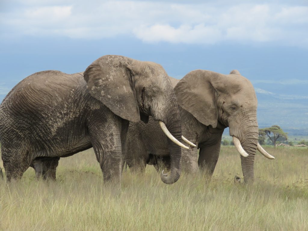 elephants at amboseli national park