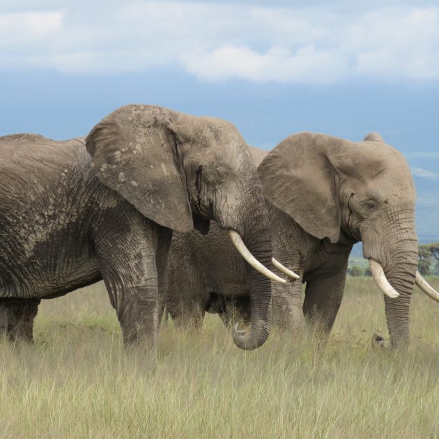 elephants at amboseli national park