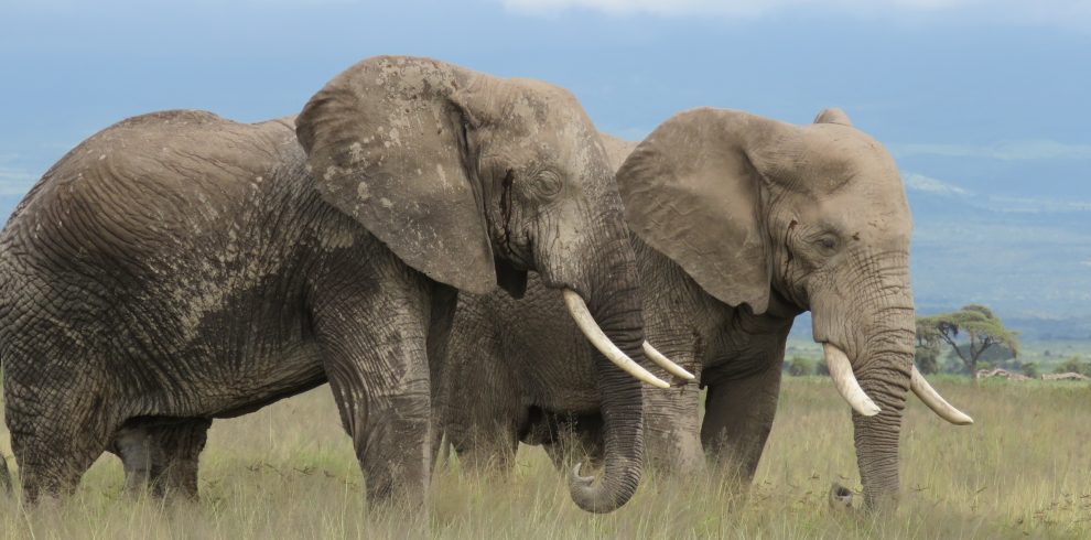 elephants at amboseli national park