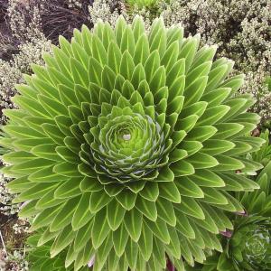 MT. kenya