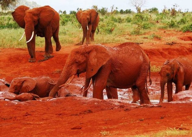 red elephants in tsavo east national park