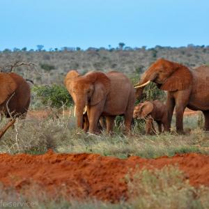 Tsavo