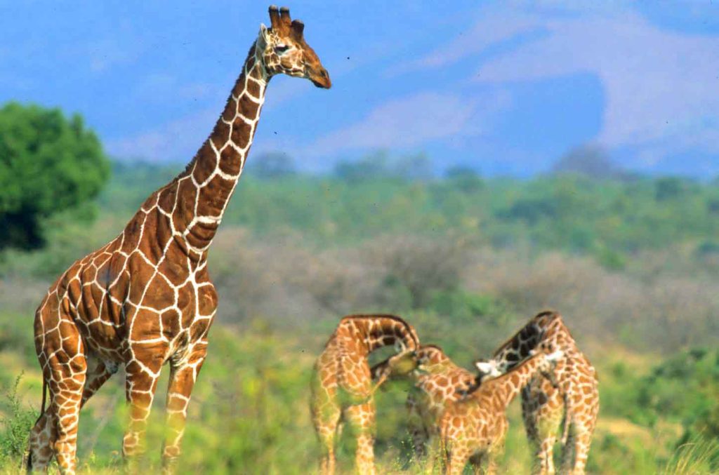 Giraffes at Meru national park