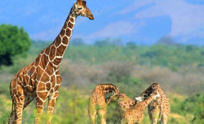 Giraffes at Meru national park