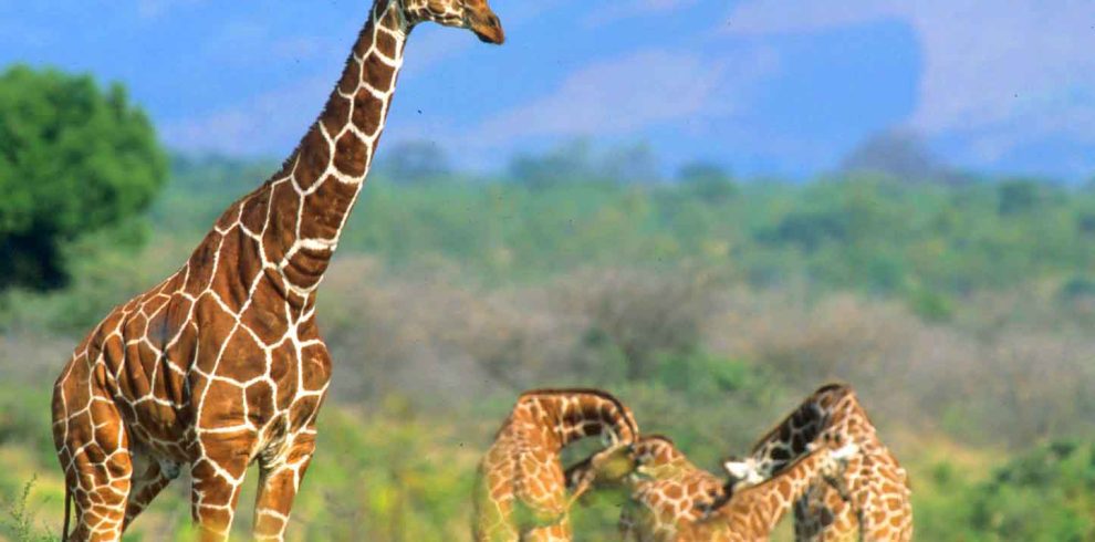 Giraffes at Meru national park