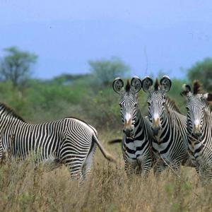 meru grevy zebra