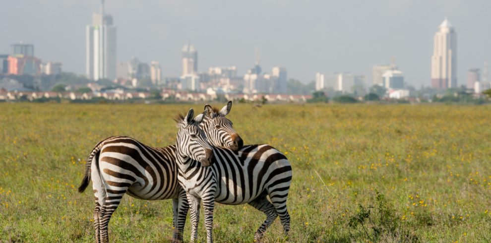 Nairobi national park game drive