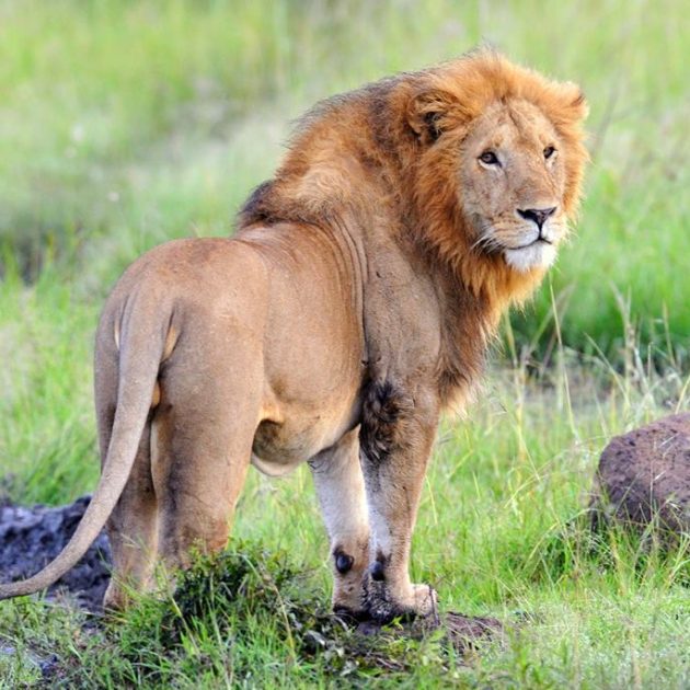 nairobi national park