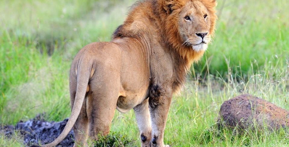 nairobi national park