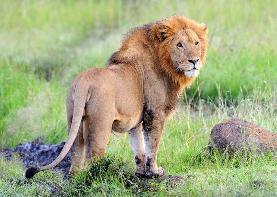 nairobi national park