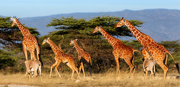 vacations all inclusive packages tourism in kenya giraffes