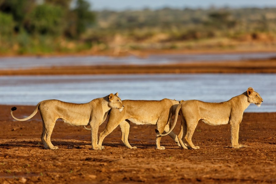 lions at Samburu National Reserve