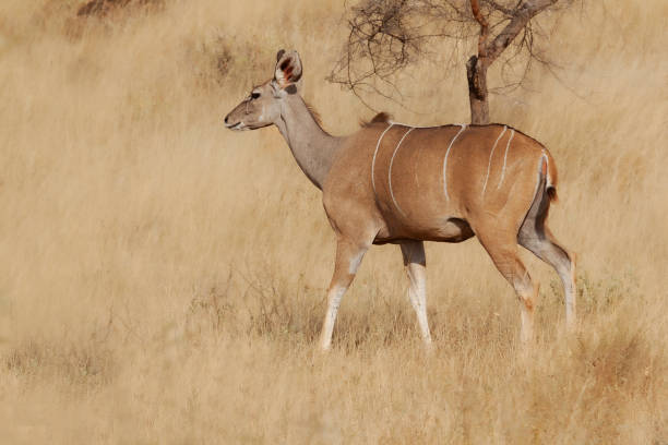 Eland in National Reserve in Kenya