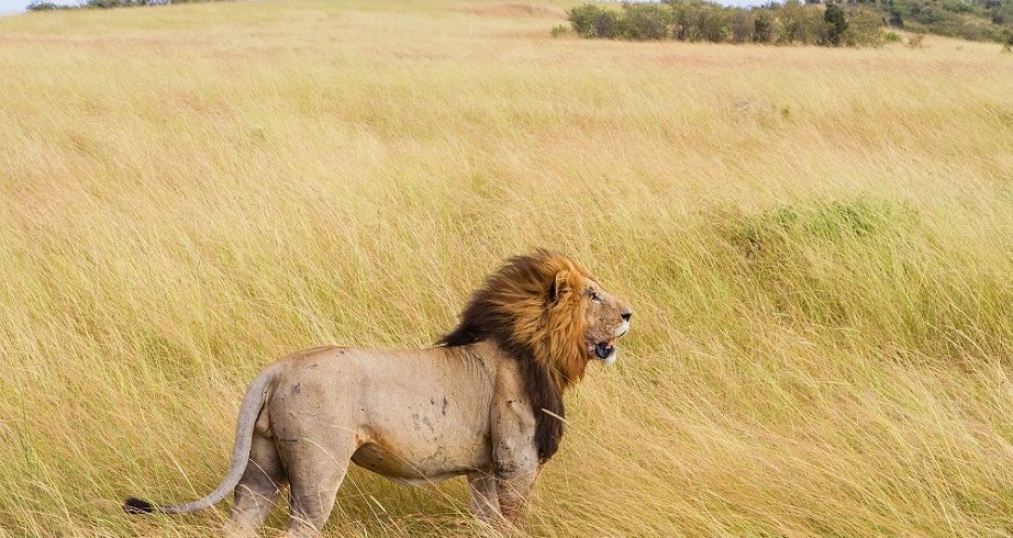 lion Samburu National reserve