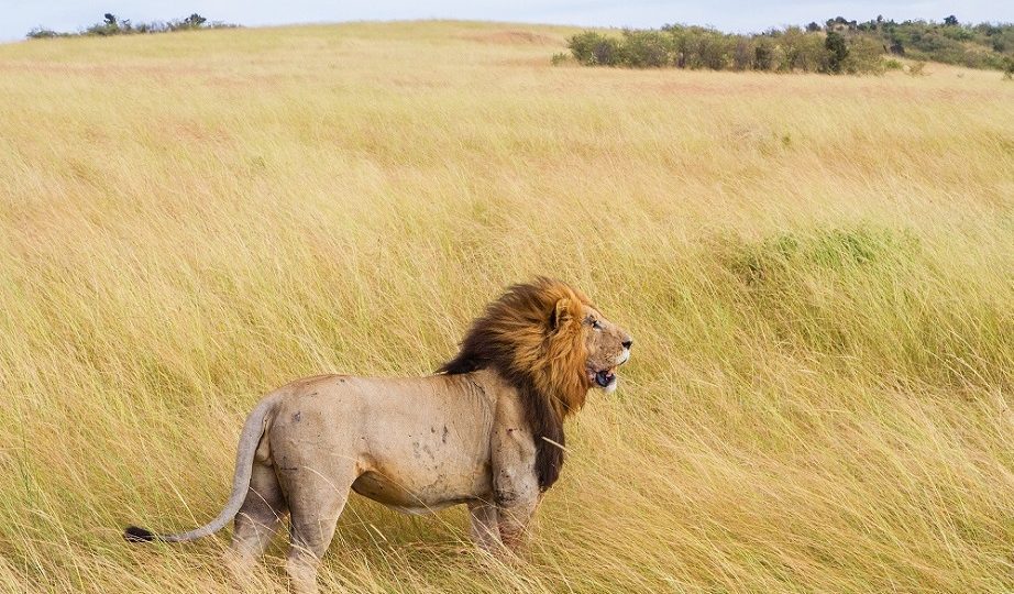 lion Samburu National reserve
