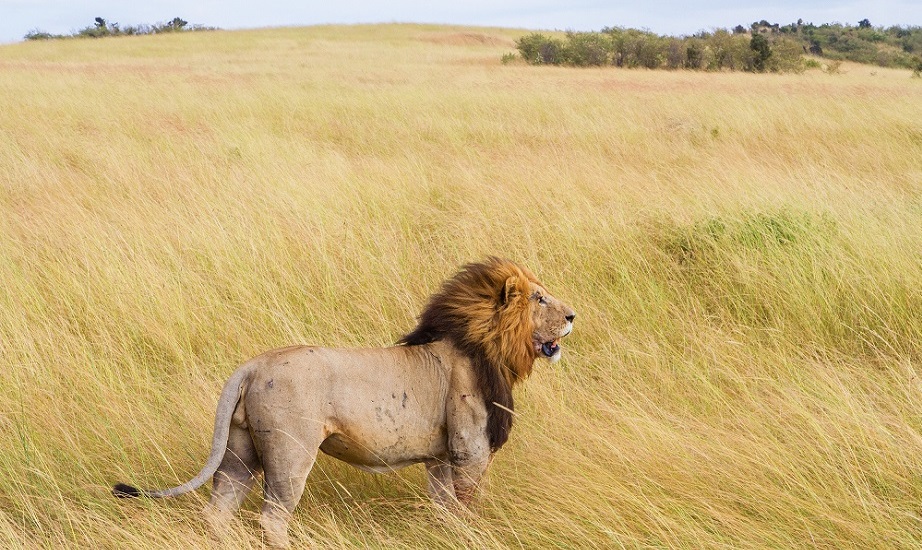 lion Samburu National reserve