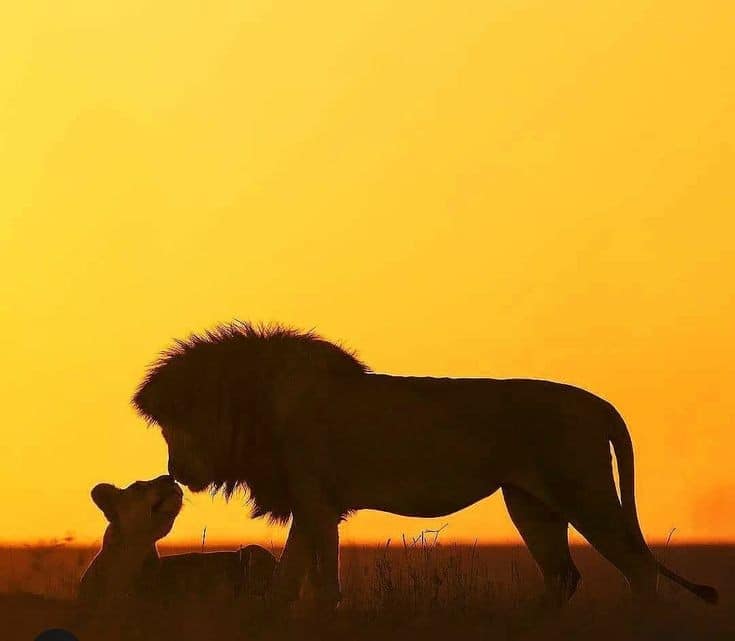 lion in masai mara