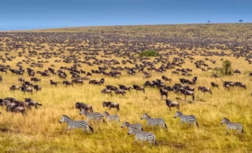 wildbeeeste migration