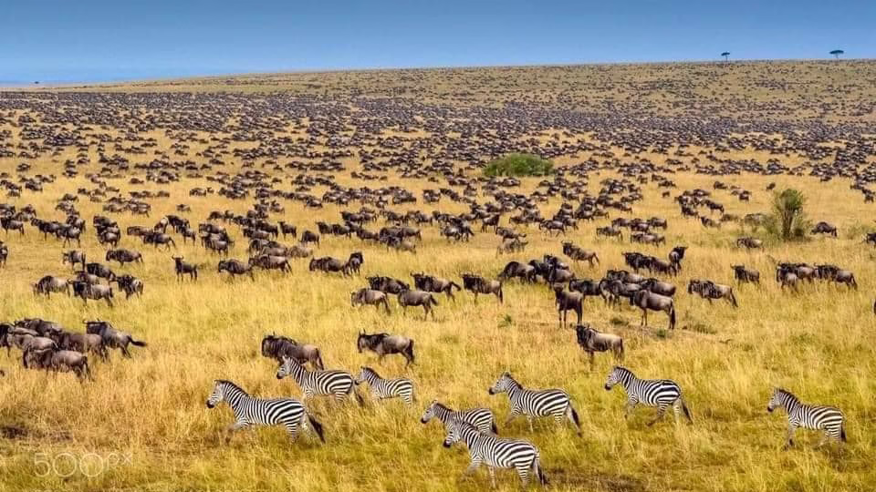 wildbeeeste migration