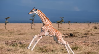 Guide to African wildlife Tours
