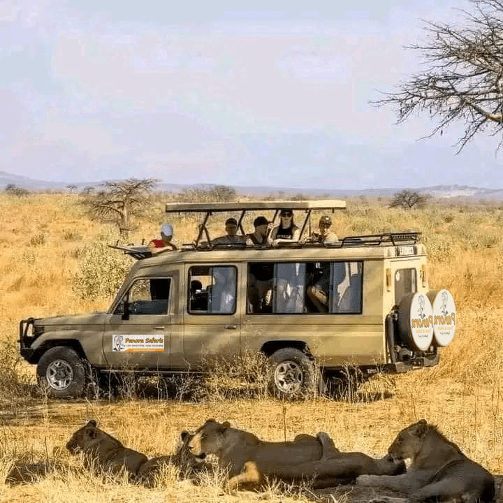 bush tours panora safaris